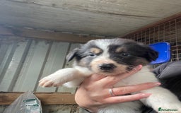 Border Collie dogs for sale: 6 border collies looking for there forever homes  - Image 3