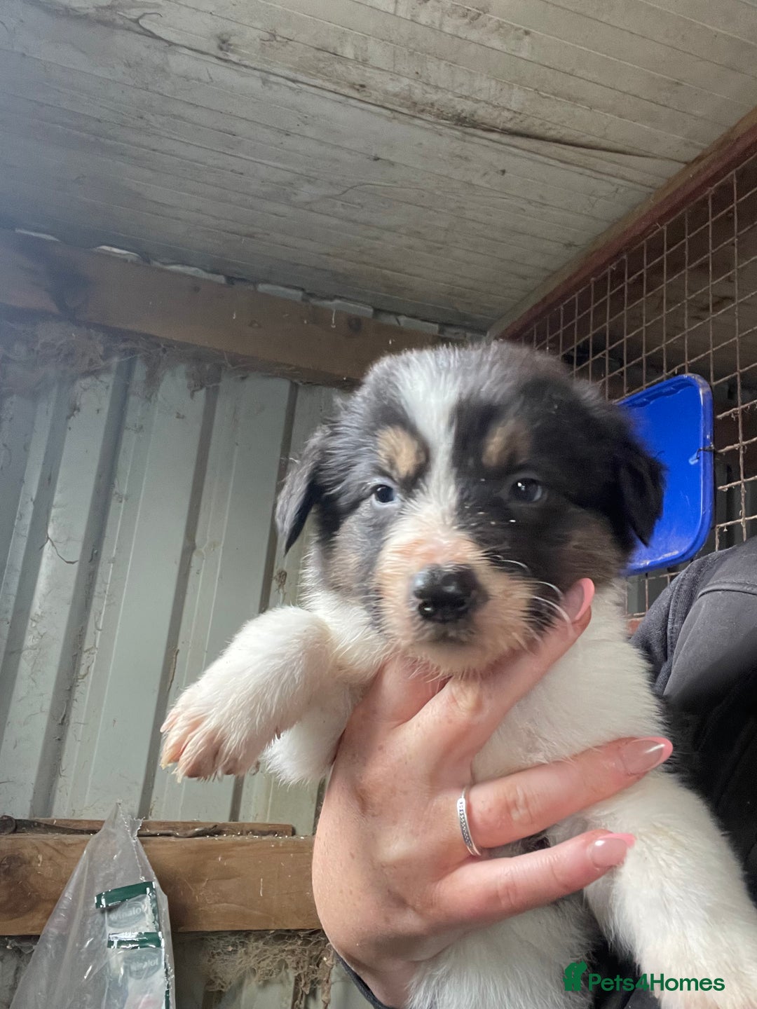 Border Collie dogs for sale: 6 border collies looking for there forever homes  - Image 3