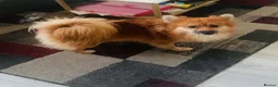 Pomeranian dogs for stud: Stud, for stud NOT FOR SALE. - Advert 2