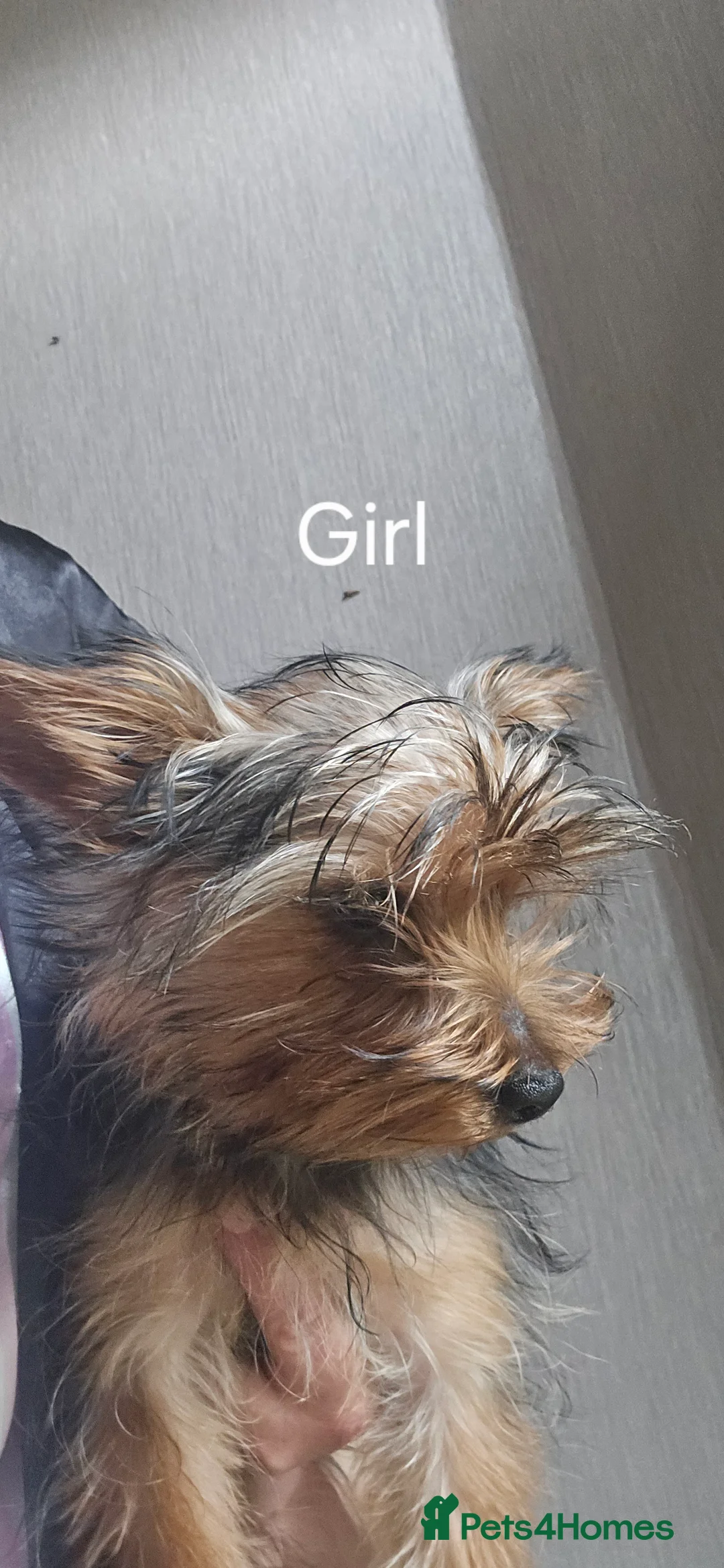 Yorkshire Terrier dogs for sale: My little Yorkies need a forever loving home - Advert 4