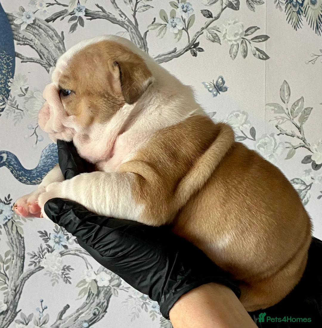 English Bulldog dogs for sale: English Bulldogs - Advert 6