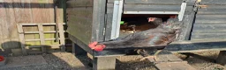 Chickens poultry for sale: Gold Laced Barnevelder Cockerels - Advert 4