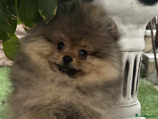 Pomeranian dogs orange Pomeranian puppy - Advert 13