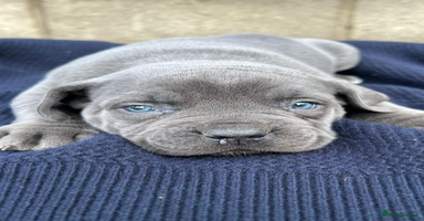 Cane Corso dogs - Advert 3