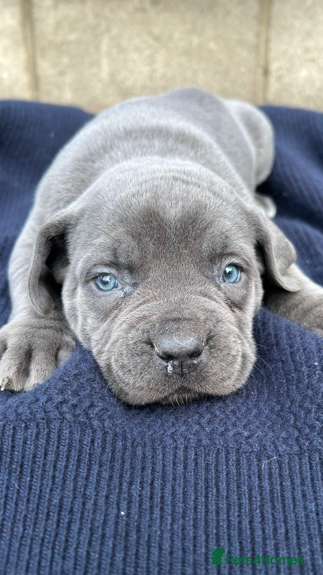 Cane Corso dogs for sale: Beautiful Blue Cane Corso Girls Ready Now - Image 3