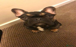 Mixed Breed dogs for sale: chunky litter of French bulldog cross cockapoo - Advert 22