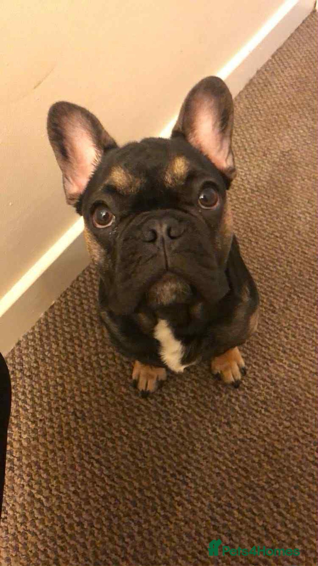 Mixed Breed dogs for sale: chunky litter of French bulldog cross cockapoo - Advert 22