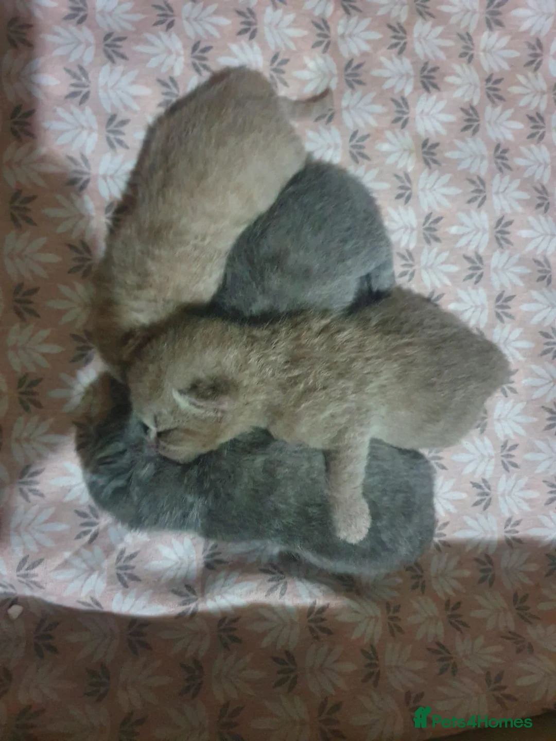 British Shorthair cats for stud: 🐈‍⬛ GIZZY THE STUD 🐈‍⬛ GCCF AND TICA REGISTERED  in Solihull - Advert 5