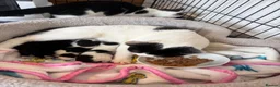 Domestic Shorthair cats for sale: Little bundles of joy 🐱 - Advert 5