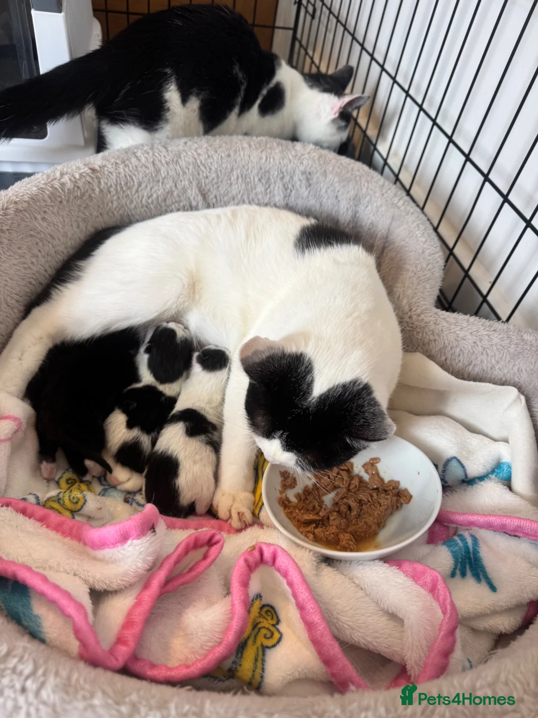 Domestic Shorthair cats for sale: Little bundles of joy 🐱 - Advert 5