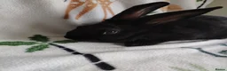 Rex rabbits for sale: Californian x Rex Litter - Advert 2
