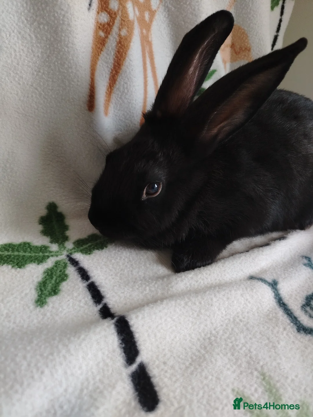 Rex rabbits for sale: Californian x Rex Litter - Advert 2