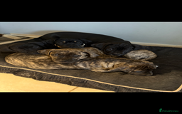 Mixed Breed dogs for sale: 🐾 Presa Canario cross Puppies for Sale 🐾 - Image 1