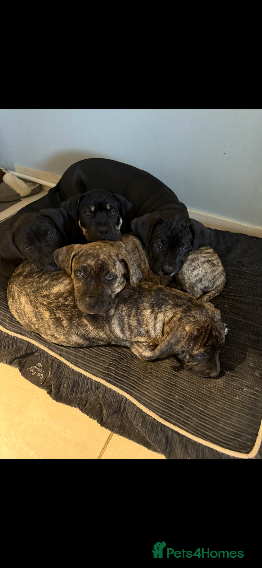 Mixed Breed dogs for sale: 🐾 Presa Canario cross Puppies for Sale 🐾 - Image 1