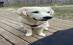Golden Retriever dogs for sale: 1 year old male  - Image 1