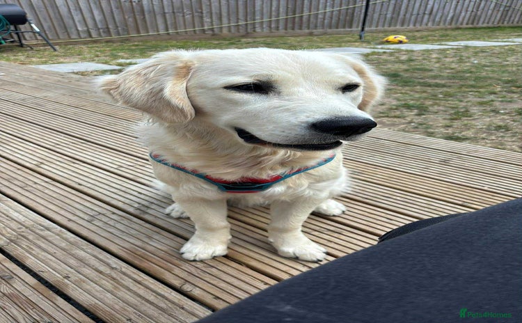 Golden Retriever dogs - Advert 2