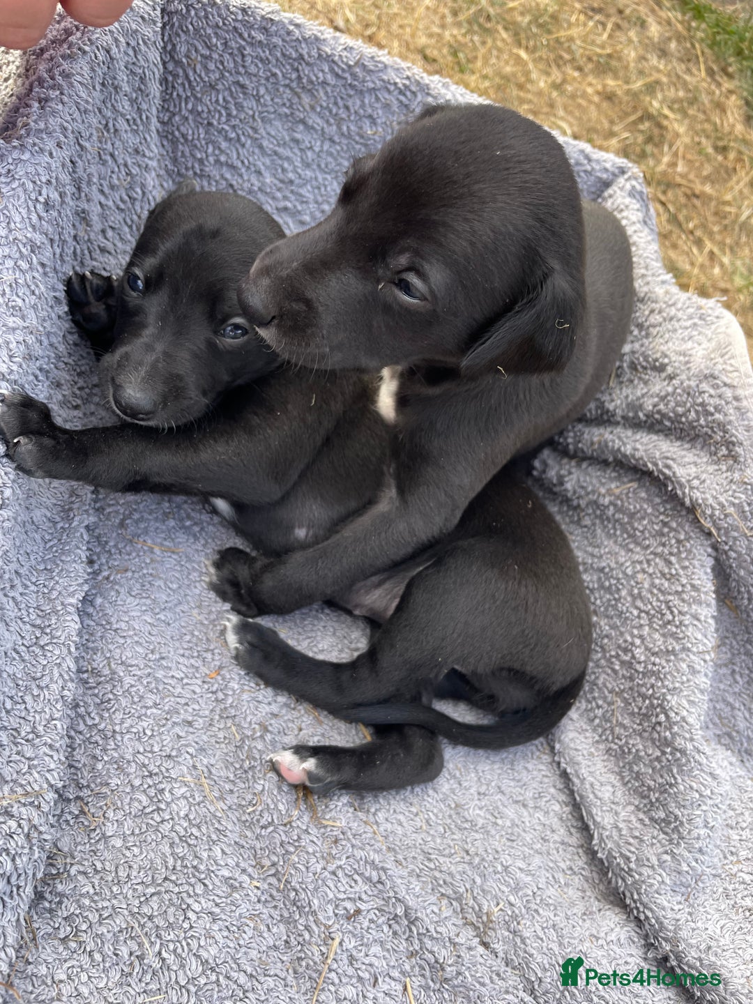 Whippet dogs for sale: Beautiful homebred whippet puppies. Ready to go - Image 5
