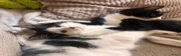 Domestic Shorthair cats for sale: Female Kitten in Telford - Advert 2