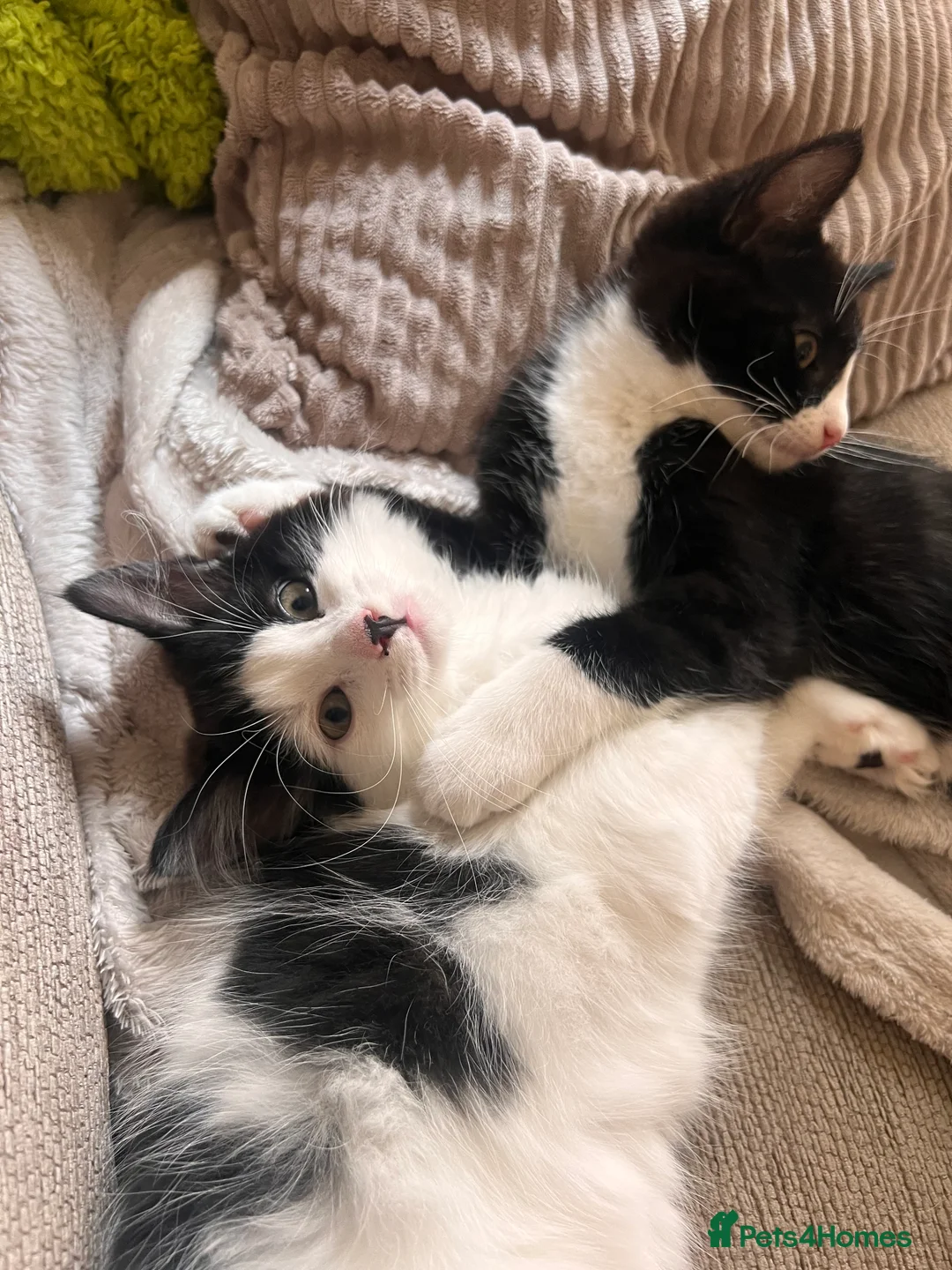 Domestic Shorthair cats for sale: Female Kitten in Telford - Advert 2