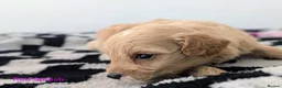Cavapoochon dogs for sale: PRA Clear genetically DNA Tested Cavapoochons in Towcester - Advert 20