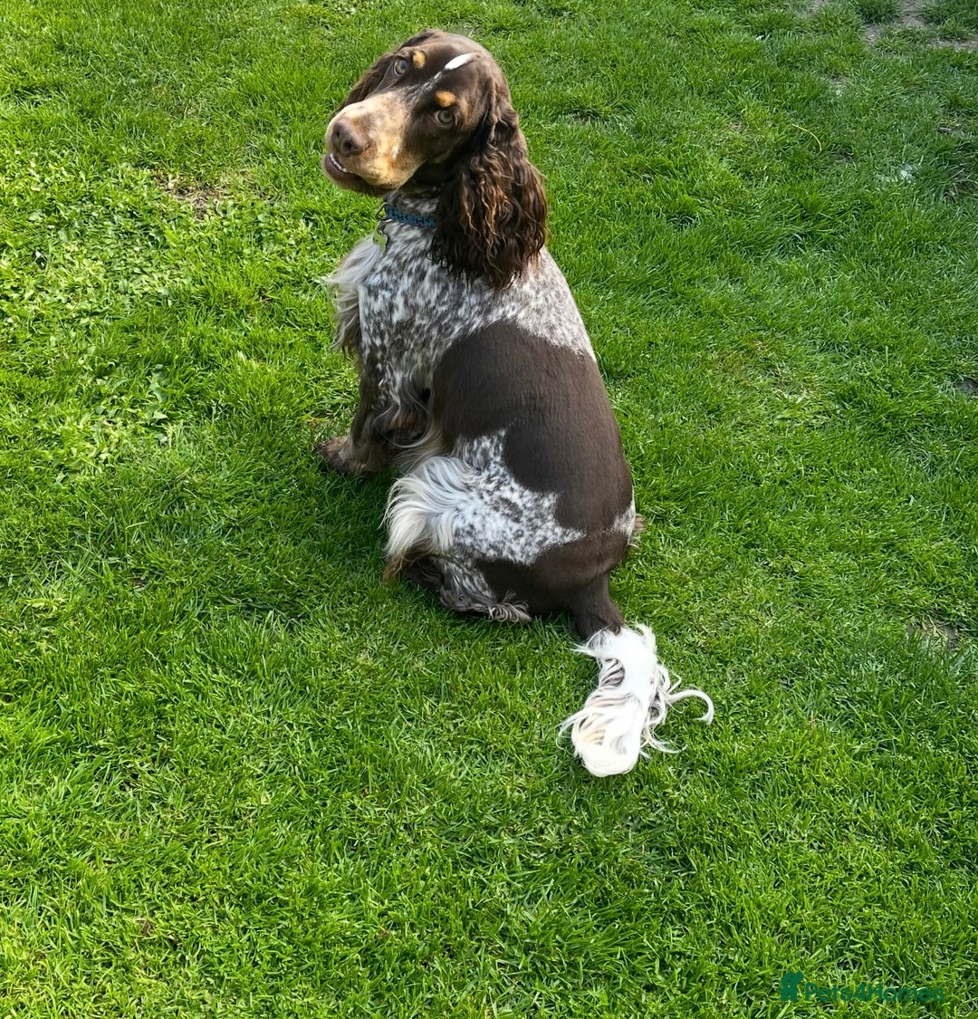 Cockerdor dogs for sale: Cockerdor puppies ready 10th October.  - Image 23