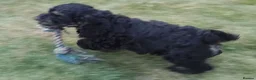 American Cocker Spaniel dogs for sale: ADORABLE YANKEE DOODLES  in Lauder - Advert 15