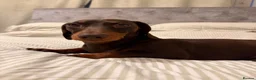 Dachshund dogs for stud: Woody in Frinton-on-Sea - Advert 5