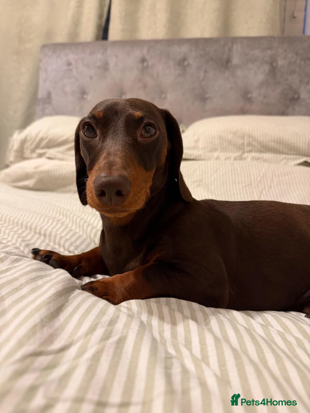 Dachshund dogs for stud: Woody in Frinton-on-Sea - Advert 5