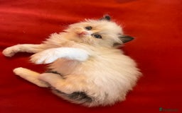 Ragdoll cats for sale: Chunky Quality EU Ragdoll babies - Image 12