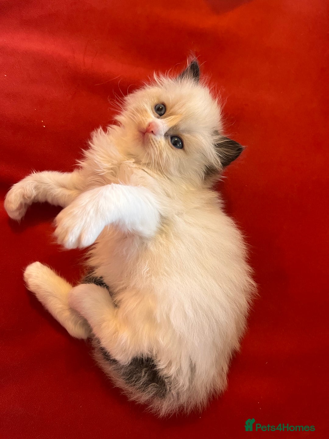 Ragdoll cats for sale: Chunky Quality EU Ragdoll babies - Image 12