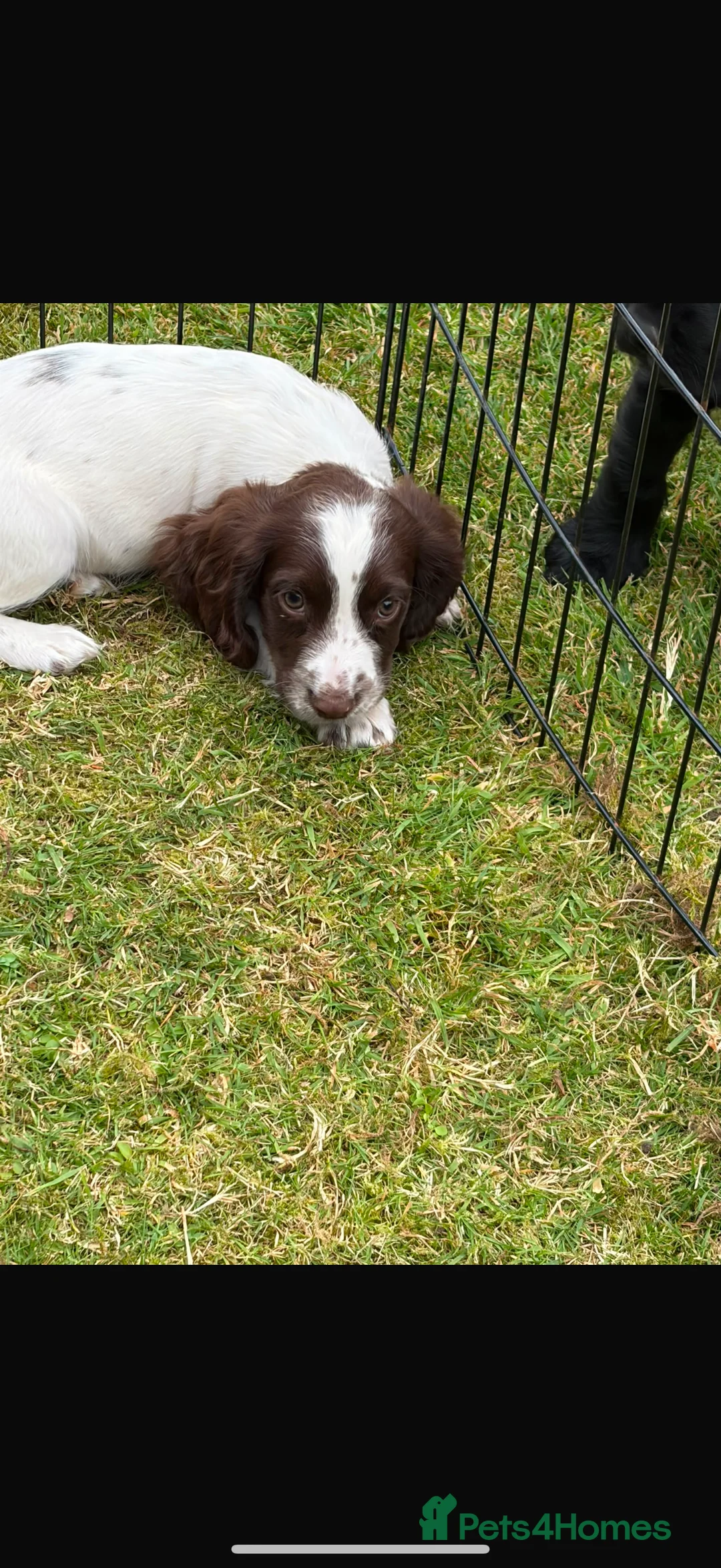 Cocker Spaniel dogs for sale: *Beautiful Litter Of Cockerspaniels* - Advert 35