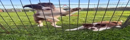 Border Collie dogs for sale: Two red & white ISDS registered male pups in Stone - Advert 5