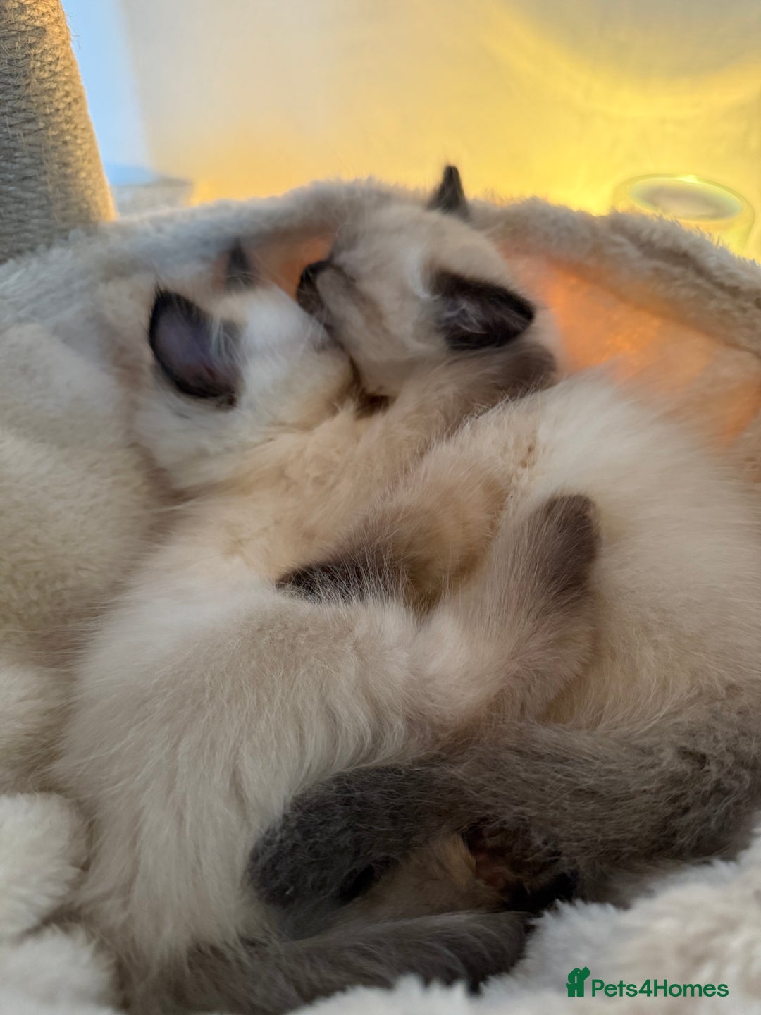 Ragdoll cats for sale: Beautiful purebred Ragdoll kittens  - Image 5