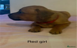 Staffordshire Bull Terrier dogs for sale: Beautiful coloured staffies - Image 8