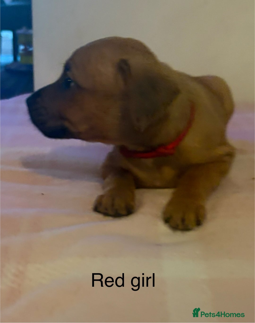 Staffordshire Bull Terrier dogs for sale: Beautiful coloured staffies - Image 8