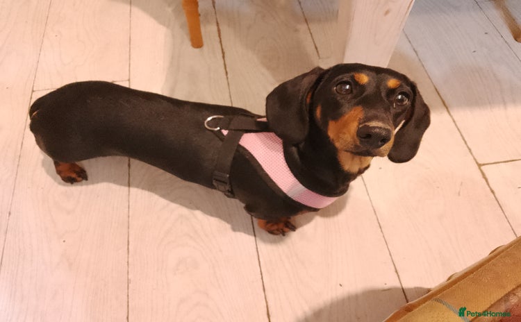 Dachshund dogs - Advert 12