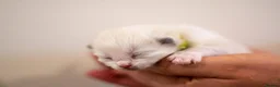 Ragdoll cats for sale: Adorable, Purebred GCCF Registered Ragdoll Kittens in London - Advert 34