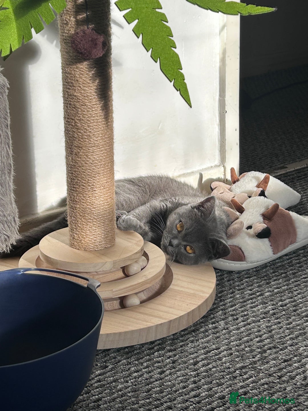 British Shorthair cats for sale: 2 beautiful British shorthairs for sale  - Advert 9