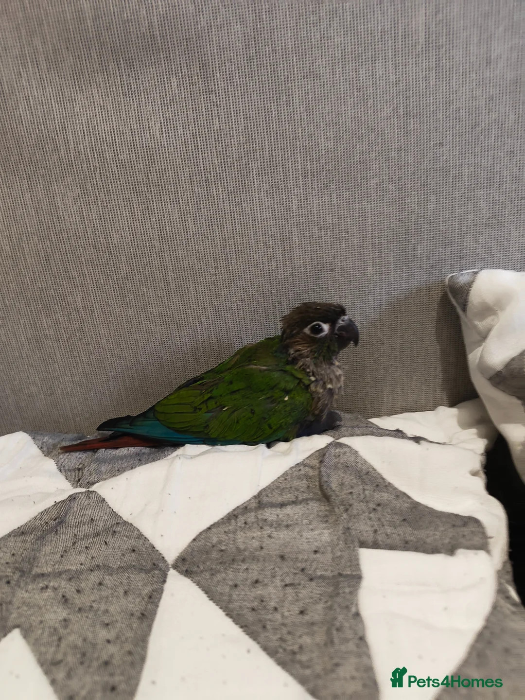 Conures birds for sale: Green cheek conure for sale. - Advert 2