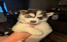 Siberian Husky dogs for sale: Beautiful Siberian husky puppies - Image 2