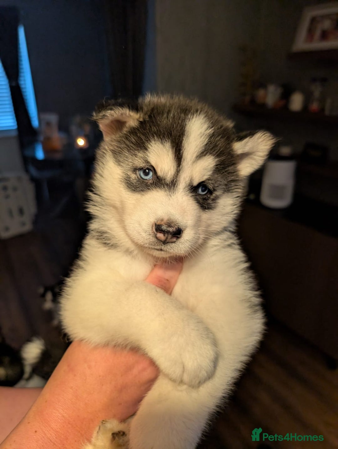 Siberian Husky dogs for sale: Beautiful Siberian husky puppies - Image 2