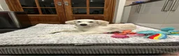 Golden Retriever dogs for sale: Golden retriever for rehome - Advert 7