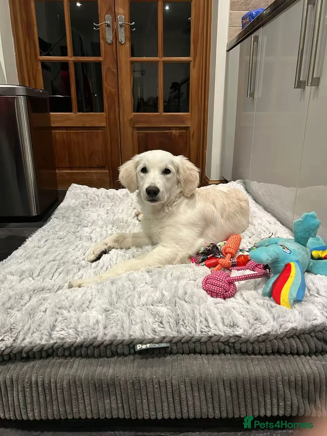 Golden Retriever dogs for sale: Golden retriever for rehome - Advert 7