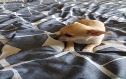 Chihuahua dogs for sale: Gorgeous Chihuahua puppies, ready now. - Image 12