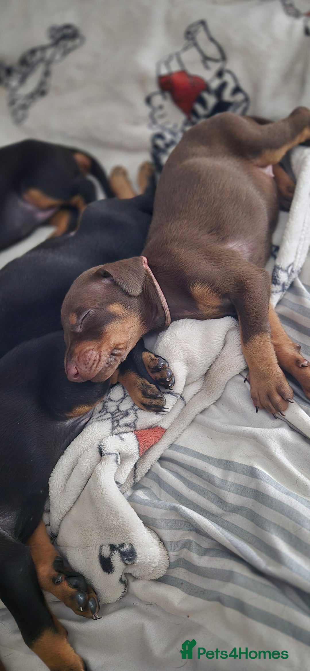 Dobermann dogs for sale: Dobermanns for Sale - Advert 11