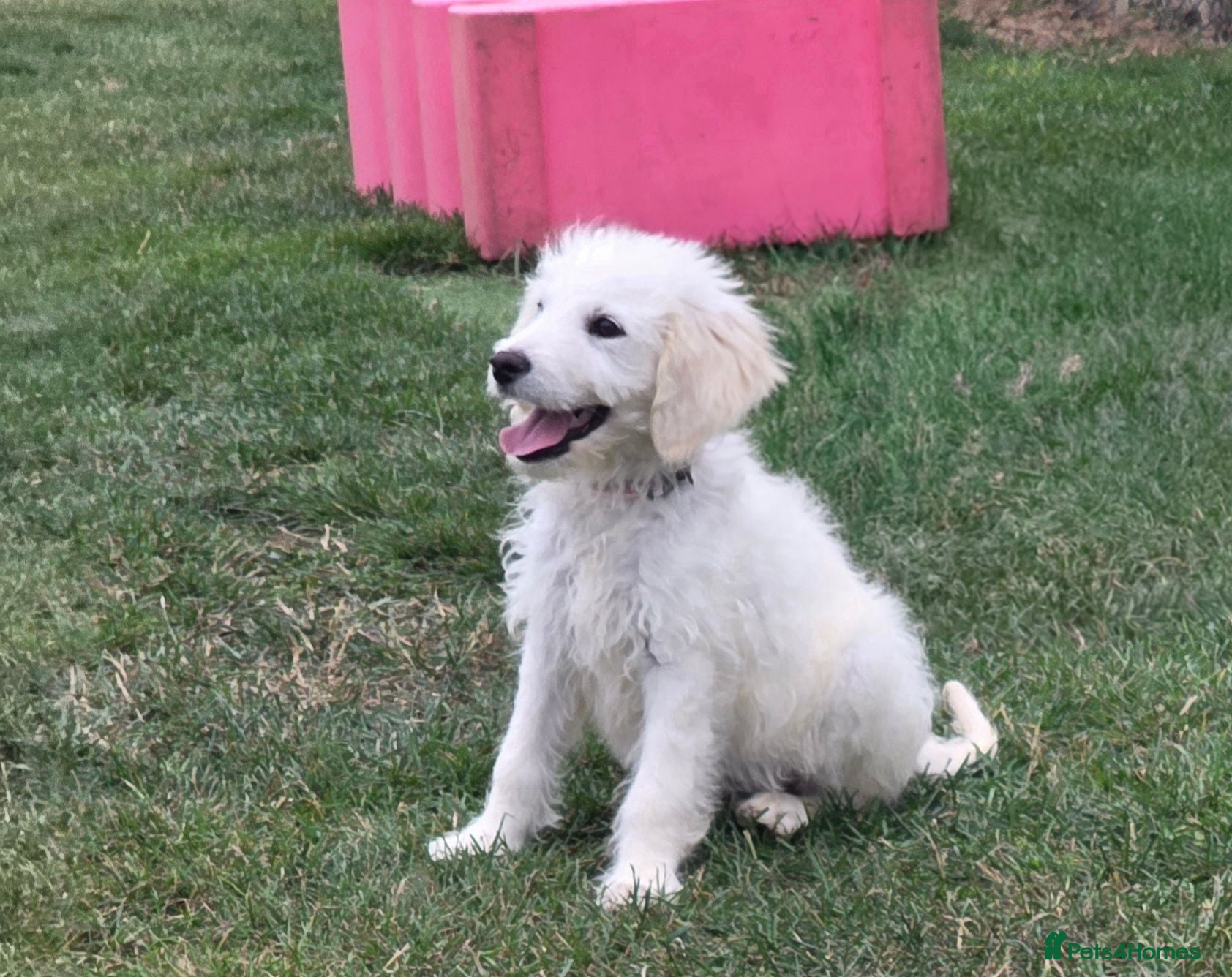 Mini Goldendoodle dogs Adorable goldedoodles  - Advert 2