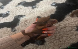 Miniature Dachshund dogs for sale: Dachshund miniature puppies  - Image 5