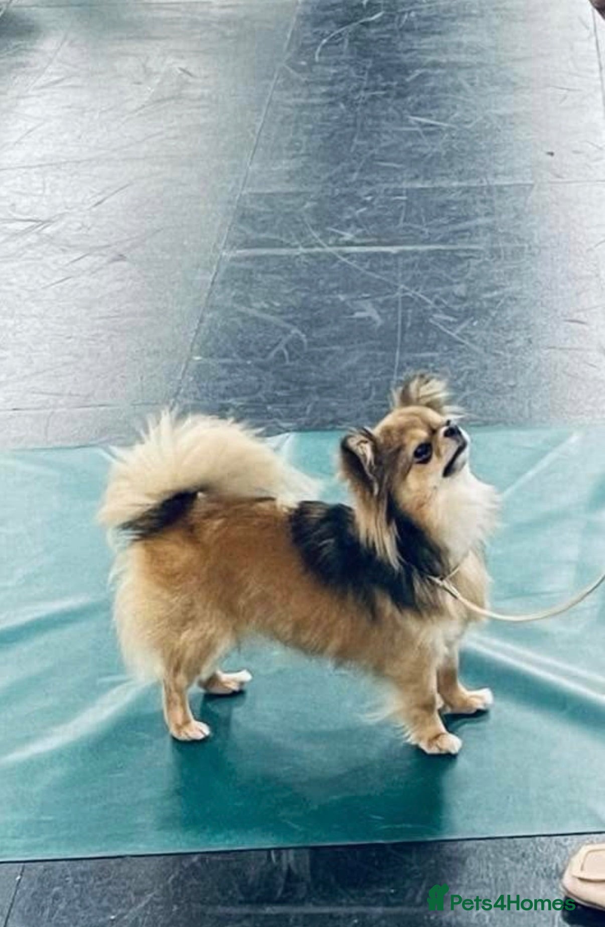 Chihuahua dogs Outstanding Long Coat Males - Advert 2