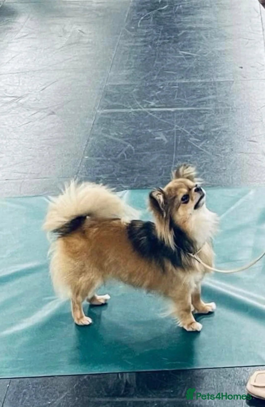 Chihuahua dogs for sale: Outstanding Long Coat Males in Washington - Advert 2