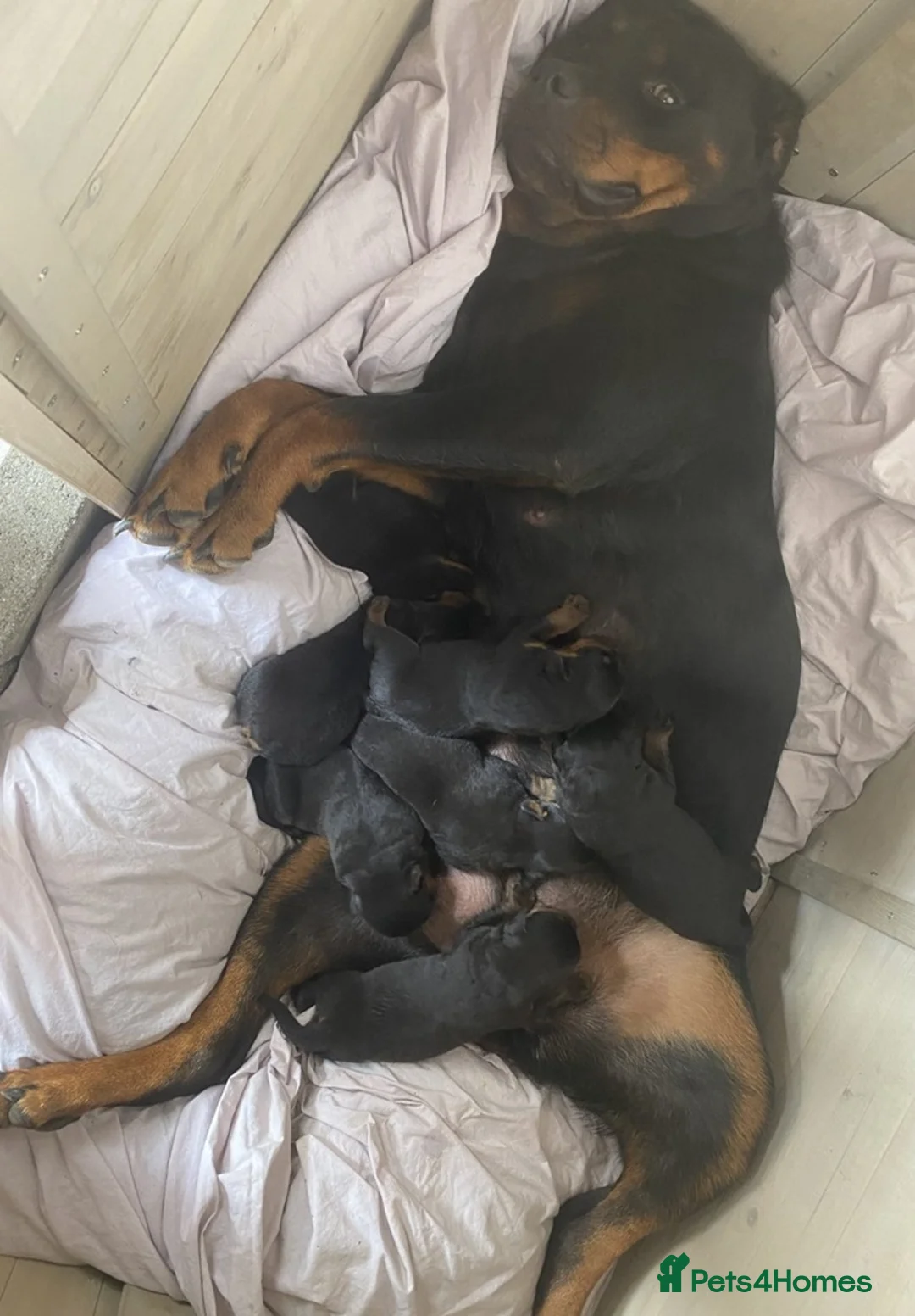 Rottweiler dogs for sale: Family raised rottie lovx pups - Advert 8